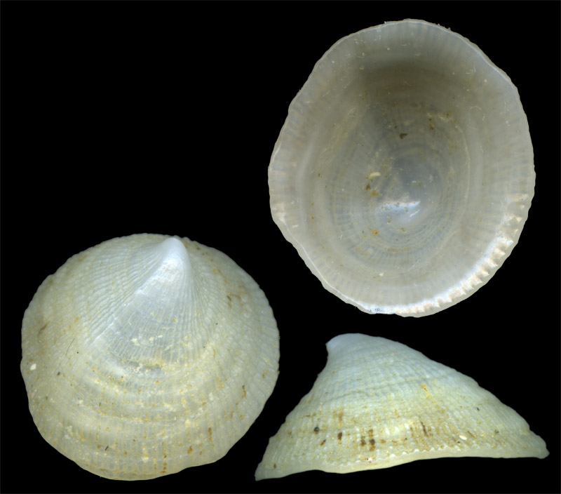 Trimusculus mamillaris